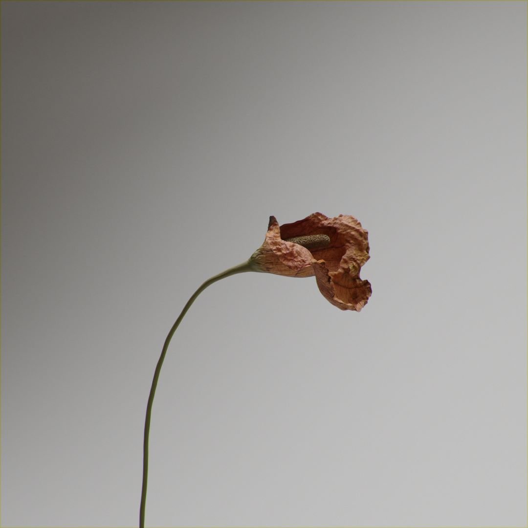LAB Archive — frame 60