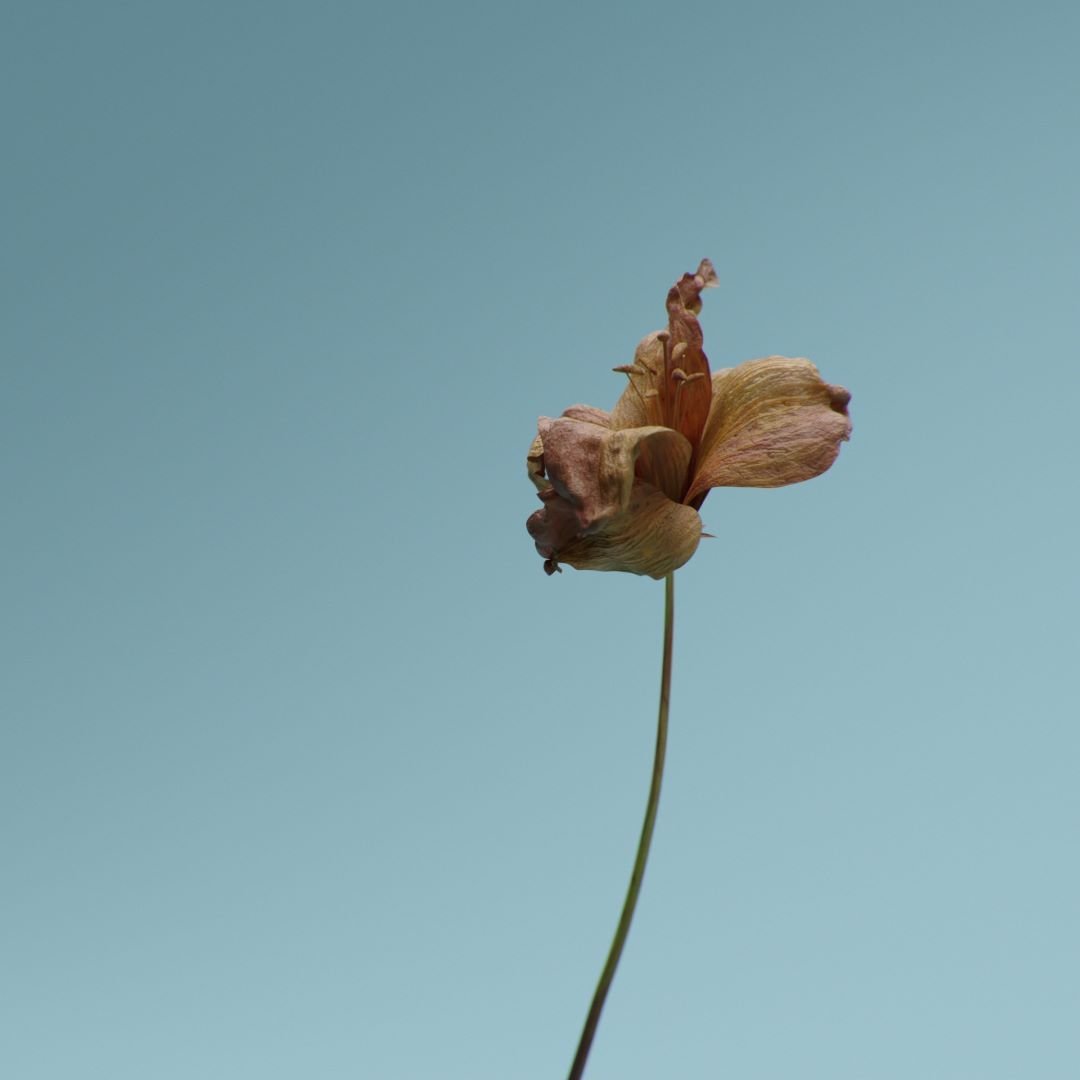 LAB Archive — frame 16